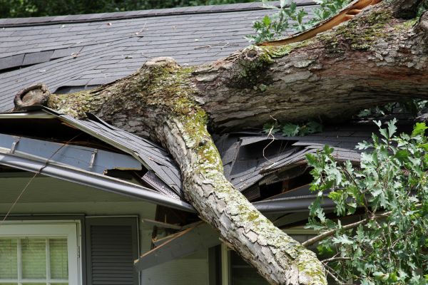 Storm Remediation in Foley